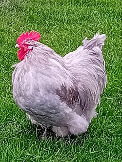 Lavender mottled cockerel