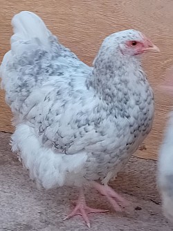 Lavender cuckoo speckled pullet