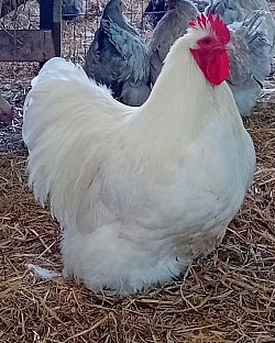 White cockerel