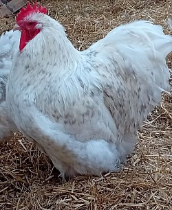 Lavender cuckoo speckled cockerel