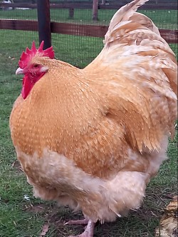 Lemon cuckoo cockerel