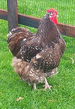 Chocolate mottled cockerel