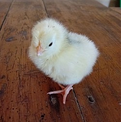 Lavender cuckoò speckled chick