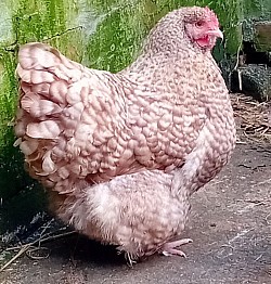 Chocolate cuckoo hen