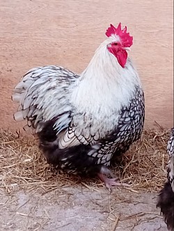 Silver laced cockerel