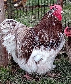 Mauve mottled cockerel