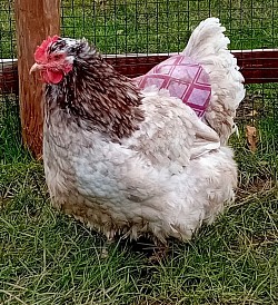 Mauve mottled hen