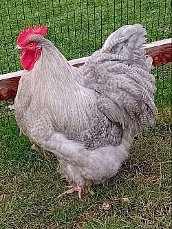 Lavender cuckoo cockerel