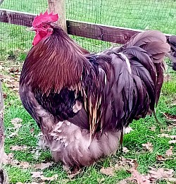 Chocolate cockerel