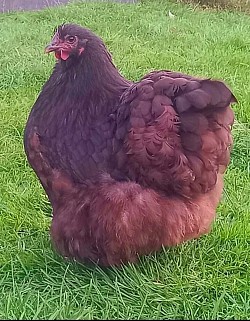 Chocolate hen