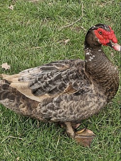 Muscovy drake