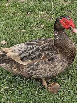 Muscovy drake ( blue ripple)