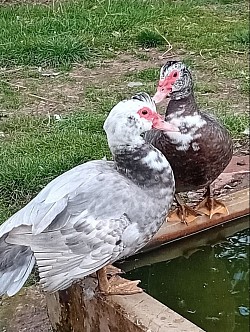 Muscovy ducks