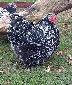 Black mottled/spangled hen