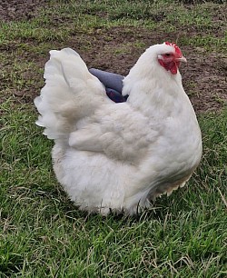 White hen