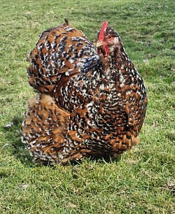 Jubilee hen (not available this year)