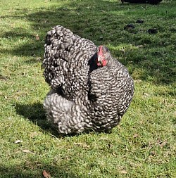 Black cuckoo hen