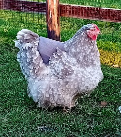 Lavender mottled hen