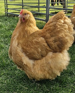 Buff hen