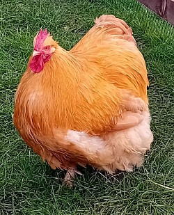 Buff cockerel