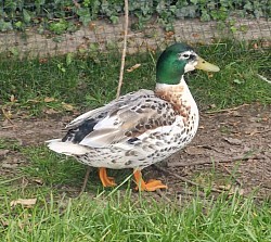 Miniature Silver Appleyard drake