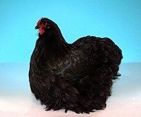 2024 black pullet