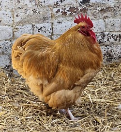 Bantam buff cockerel