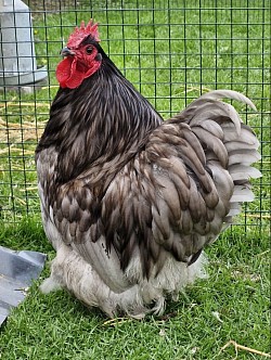 Bantam blue cockerel