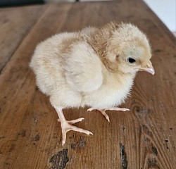 Bantam buff chick