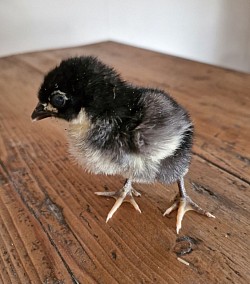 Bantam black chick