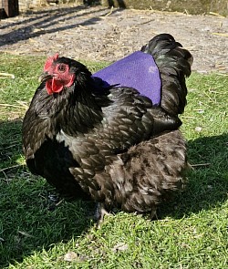 Bantam black hen