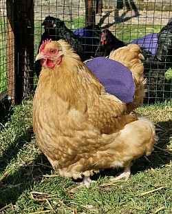 Bantam buff hen