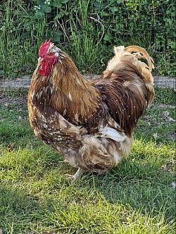 Chocolate mottled cockerel