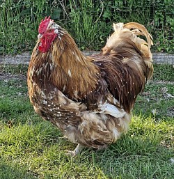 Chocolate mottled cockerel