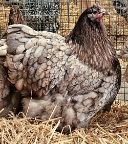 Mauve hen