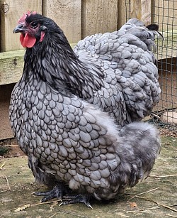 Blue hen