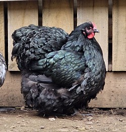 Black hen