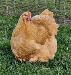 Buff hen