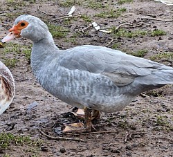 Muscovy duck (lavender ripple)