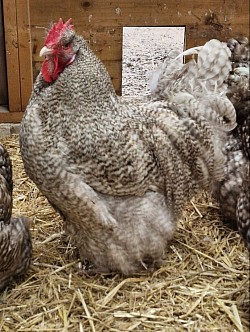 Chocolate cuckoo cockerel