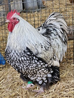 Silver laced cockerel