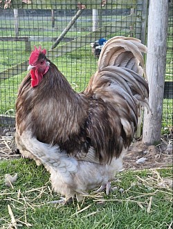 Mauve cockerel