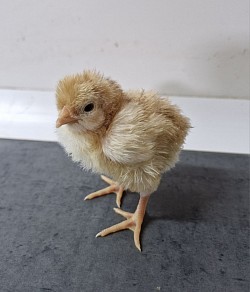 Red Chick