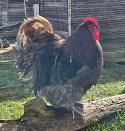 Chocolate cockerel