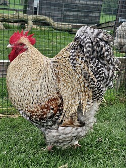 Crele cockerel