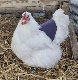 Bantam white hen