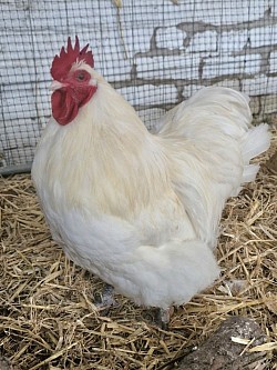 Bantam white cockerel