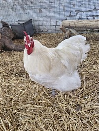 White bantam cockerel