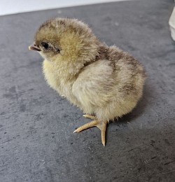 Mauve chick